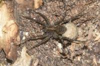 Pardosa