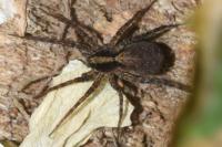 Pardosa