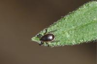 Ixodes ricinus