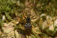 Metellina merianae