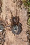 Amaurobius similis/fenestralis