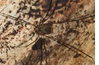 Leiobunum blackwallii