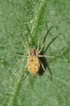 Nigma flavescens