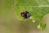 Synema globosum