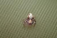 Oxyopes