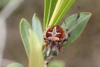 Agalenatea redii