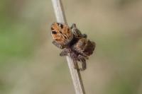 Evarcha arcuata
