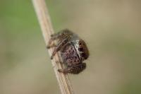 Evarcha arcuata