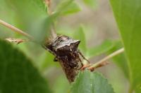 Gibbaranea bituberculata