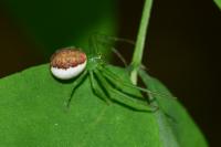 Diaea dorsata