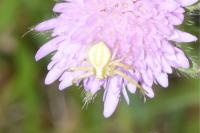 Misumena vatia