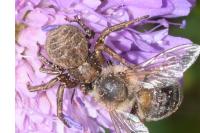 Xysticus