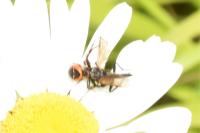 Synema globosum