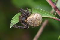 Xysticus acerbus