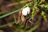 Pisaura mirabilis