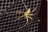 Micrommata virescens