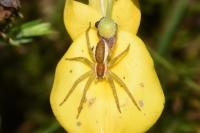 Dolomedes