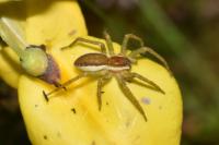 Dolomedes