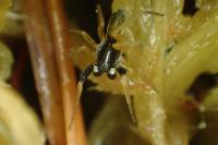Aulonia albimana