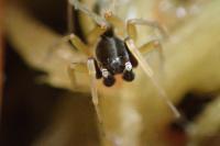 Aulonia albimana