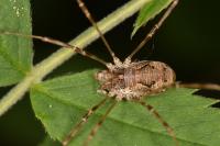 Dasylobus graniferus