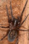 Amaurobius ferox