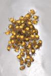 Araneus diadematus