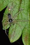 Philodromus dispar