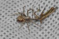 Philodromus