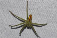 Micrommata virescens