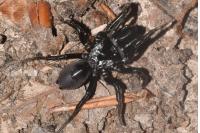 Atypus