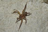Zora spinimana/silvestris