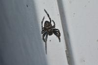 Nuctenea umbratica