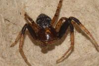 Xysticus lanio