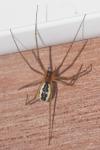 Neriene peltata