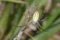 Argiope bruennichi