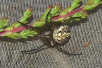 Neoscona adianta