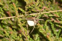 Pisaura mirabilis