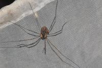 Phalangium opilio