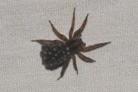 Trochosa
