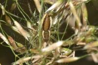Dolomedes