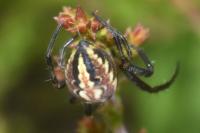 Neoscona adianta