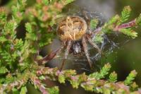 Agalenatea redii