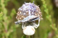 Misumena vatia