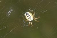 Mangora acalypha