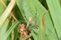 Argiope bruennichi