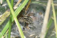 Agelena labyrinthica