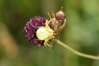 Misumena vatia