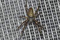 Argiope bruennichi