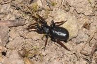 Trachyzelotes pedestris